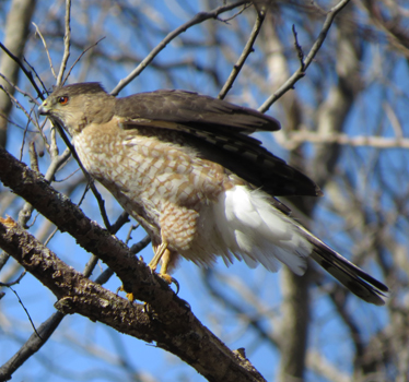 Cooper's Hawk female Oak Park Wichita 3_16_2015